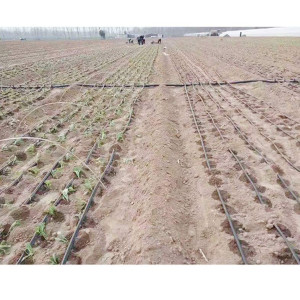 Dây rải luống nhỏ giọt